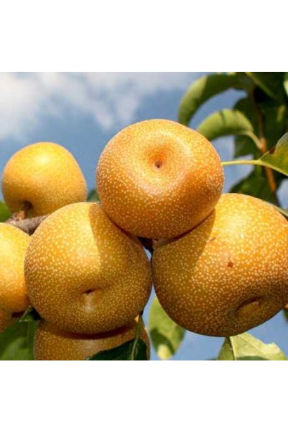 Плоди груші Коко Суї крупним планом